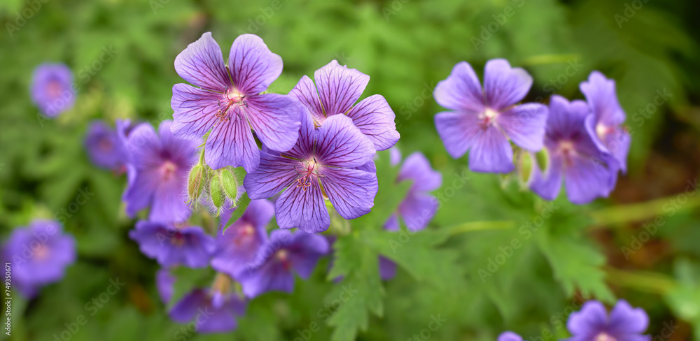 Flower, leaves and plant in garden or nature for environment and geography on earth for backyard outdoor. Growth, greenery and stem in spring for floral, ecology and natural for blossom and bloom Flower, leaves and plant in garden or nature for environment and geography on earth for backyard outdoor. Growth, greenery and stem in spring for floral, ecology and natural for blossom and bloom