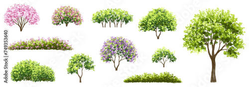 Vertor set of spring blossom tree,bloomimg plants side view for landscape elevation and section,eco environment concept design,watercolor illustration,colorful season