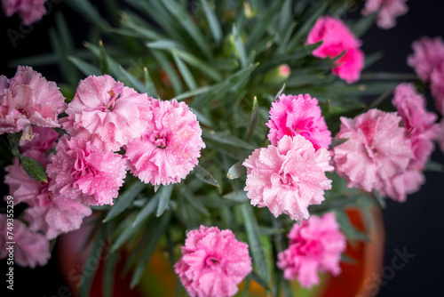 The small pink Carnation flowers © robertdering