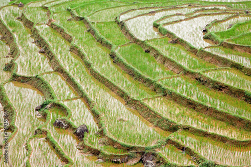 Fotografie Terraced rice field in Mai Chau, Vietnam, creating amazing landscapes