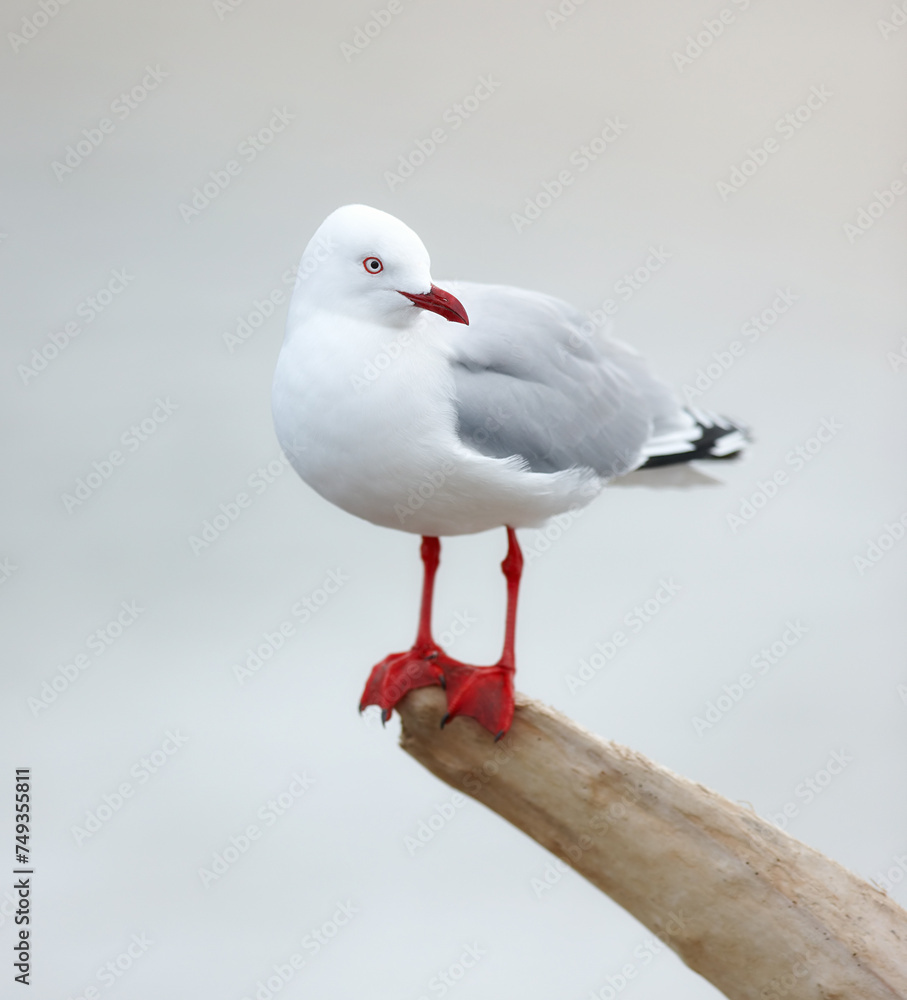 Bird, outdoors and perched on branch, wooden and avian wild animal in natural environment. Seagull, closeup and feathers for gulls native to shorelines, wildlife and birdwatching or birding Bird, outdoors and perched on branch, wooden and avian wild animal in natural environment. Seagull, closeup and feathers for gulls native to shorelines, wildlife and birdwatching or birding