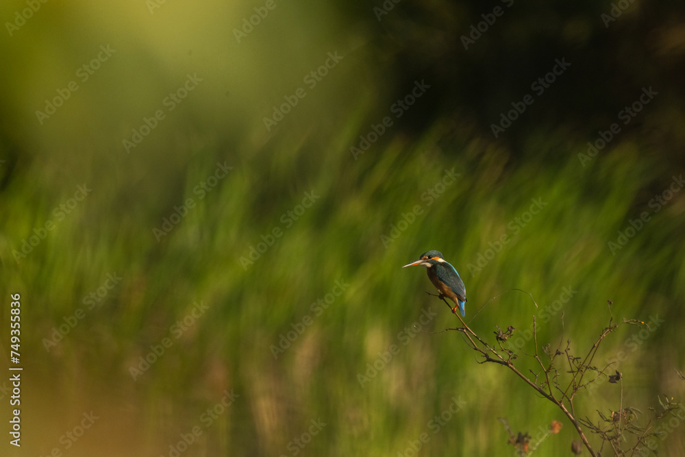 Common kingfisher bird (Alcedo atthis) during on branch tree for diving in to water eating fish at the river on green tree background. Common kingfisher bird (Alcedo atthis) during on branch tree for diving in to water eating fish at the river on green tree background.