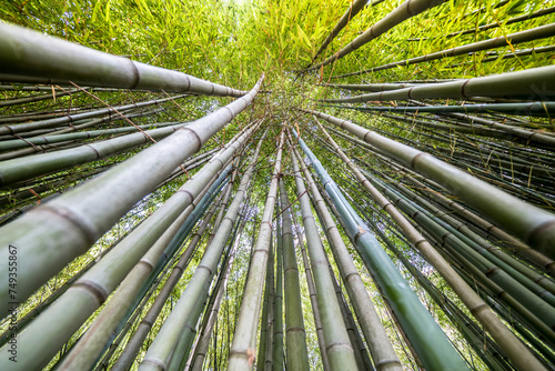 The Bamboo Cevennes  Occitanie  France