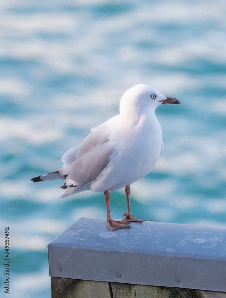 Fototapeta premium Seagull, outdoor and ocean environment or ecosystem wildlife at coastal sea in habitat for relax, calm or sitting. Bird, feathers and outside in South Africa or animal with wings, perched or water