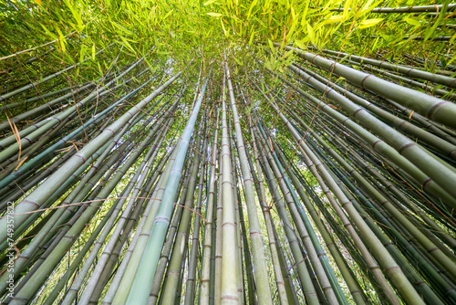 The Bamboo Cevennes  Occitanie  France