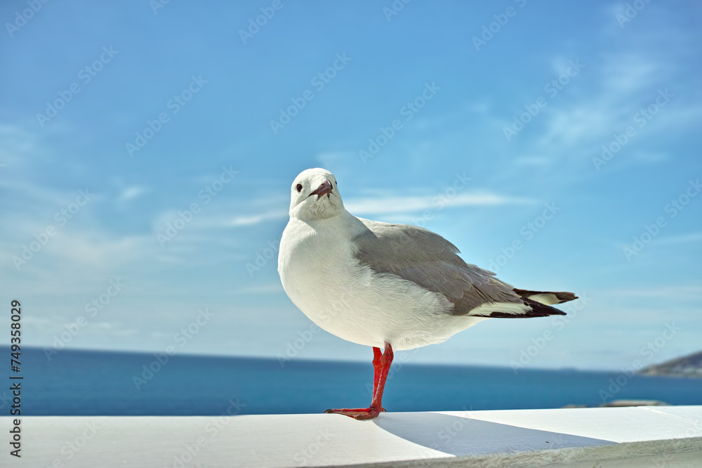 Obraz premium Seagull, walll and ocean environment or fowl wildlife at coastal sea habitat for relax, calm or sitting. Bird, feathers and outside in South Africa or animal with wings in summer, perched or water