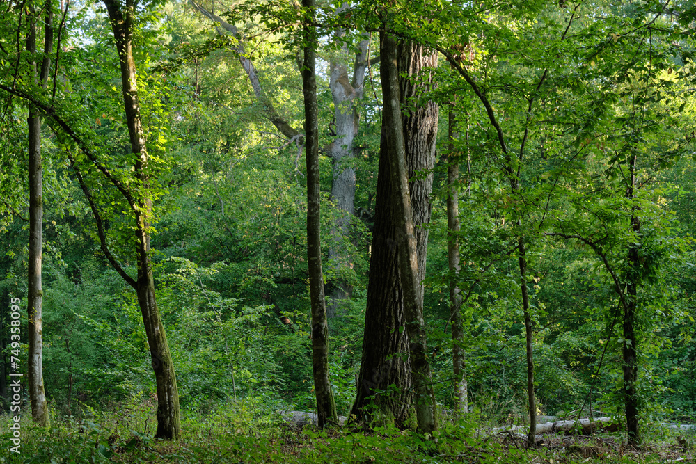 Obraz premium Old oak tree deciduous stand in sunrise light