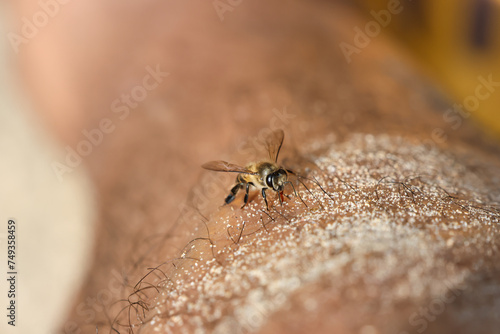 closeup cute little bee sitting on the