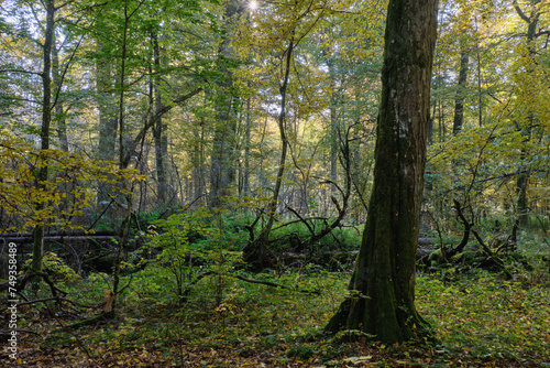 Fototapeta Naklejka Na Ścianę i Meble -  Sunrise in autumn deciduous forest