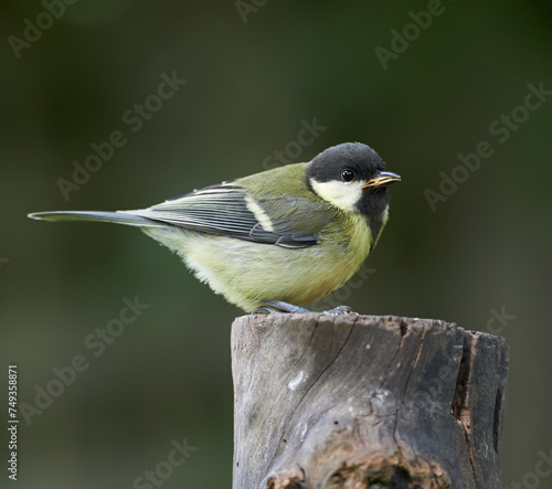 Great tit, bird and outdoors in summer time, avian wildlife in natural environment. Close up, nature or animal native to United Kingdom, perched or resting on wooden stump for birdwatching or birding