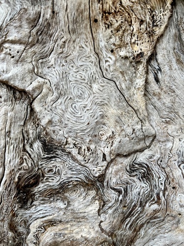 interesting lines and serpentine patterns can be seen on the surface of a tree trunk
