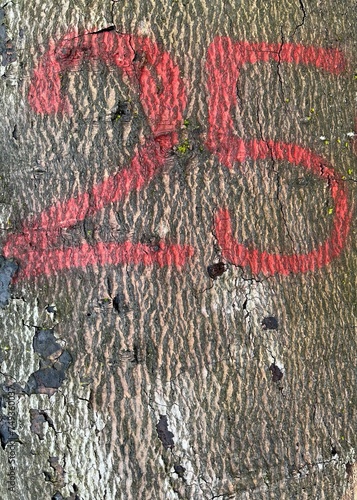 A red number 25 painted on a bark of a tree