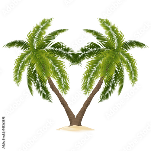 palm tree isolated on white