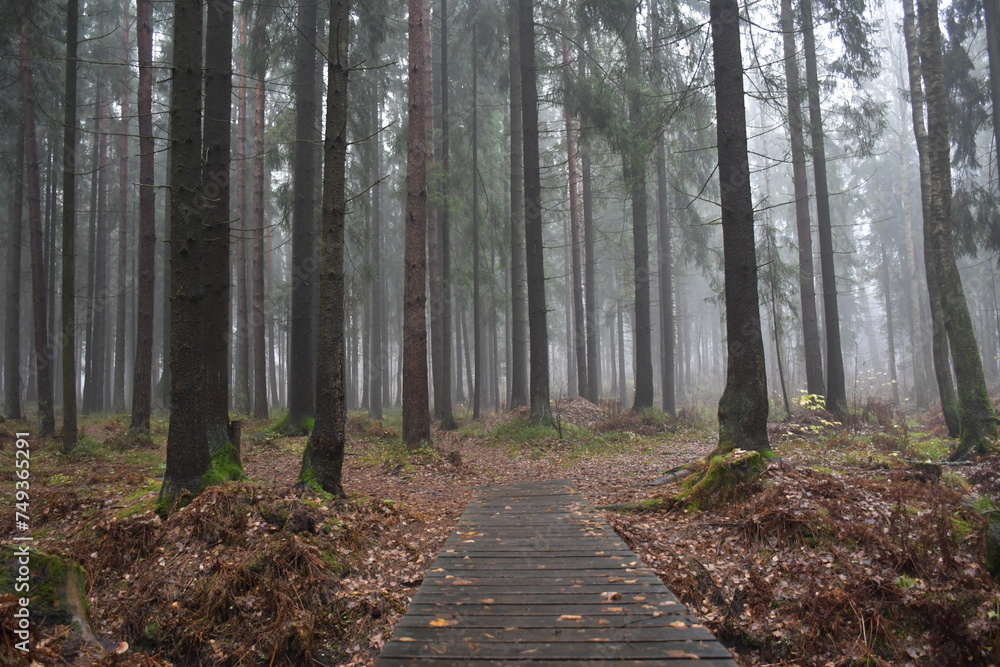 Fototapeta premium path in the woods
