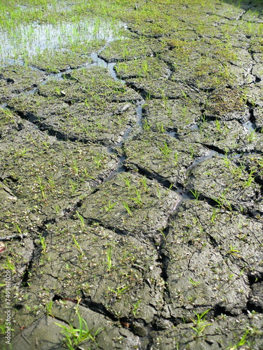 ひび割れた農地を水が潤す