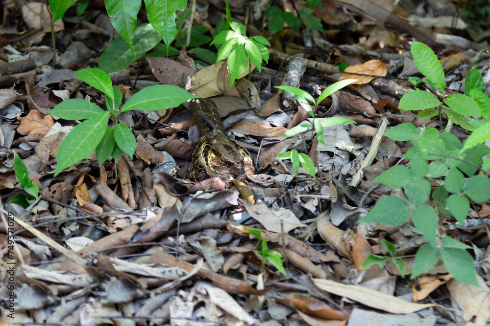 High angle view of common pauraque (Nyctidromus albicollis) nesting on the ground in a leaf litter, Manuel Antonio, Costa Rica