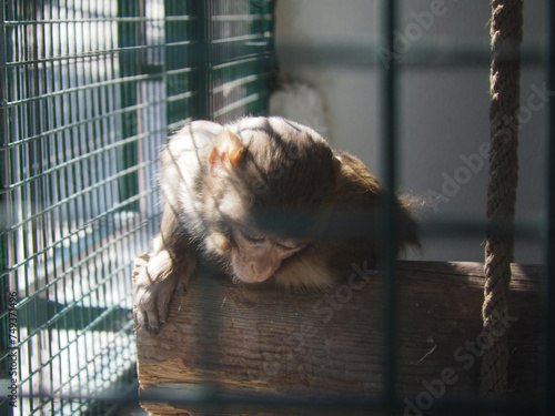 Monkey in a cage at the zoo © HappymanPhotography