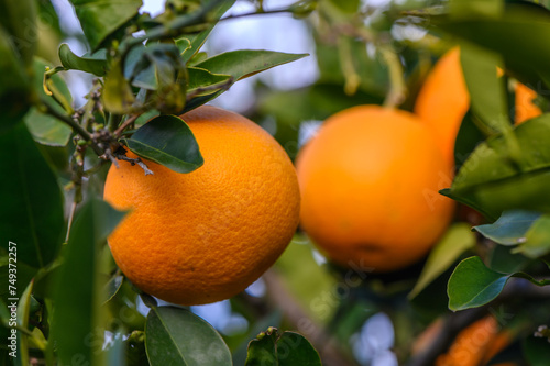 Wallpaper Mural An orange tree in the Orange Orchard at the final harvest of each season.5 Torontodigital.ca