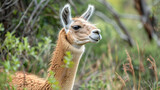 Close-up of a llama with a soft, expressive face among natural greenery.
