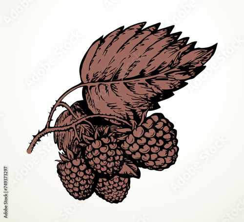 Raspberries on branch. Vector illustration