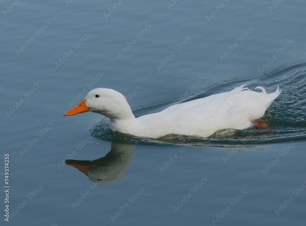 White ducks swimming in a pond White ducks swimming in a pond