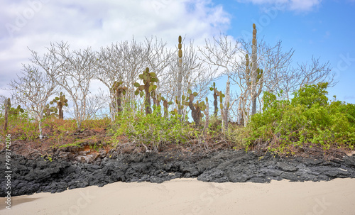 Landscape of the Galapagos Islands with Opuntia galapageia and volcanic rocks, Ecuador.