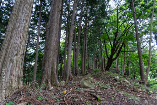 Trail from the Yakeyama trailhead to Yakeyama  Tanzawa area