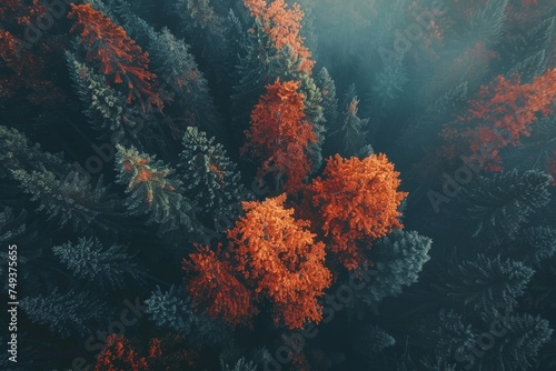 temperate deciduous forest  Autumn forest orange red ancient forest and pine carpet oak beech maple tree willow mysterious colorful leaves trees nature changing seasons landscape Top view background