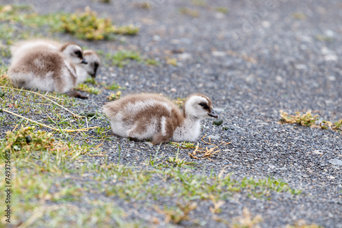 Upland goose, Chloephaga picta, bunch of baby chicks cuddling together, Patagonia, Argentina photo