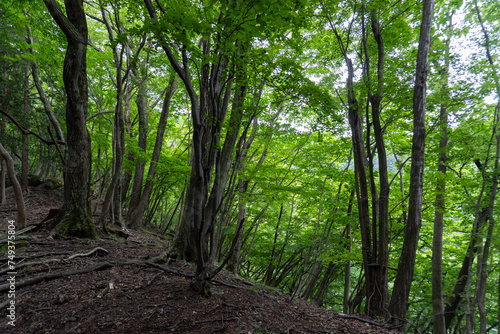 Trail from the Yakeyama trailhead to Yakeyama, Tanzawa area