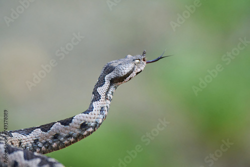 Nose-Horned Viper male preparing to strike (Vipera ammodytes)