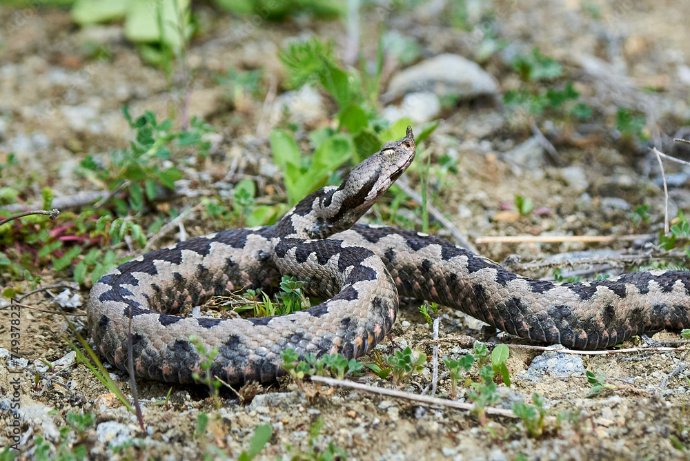 Nose-Horned Viper male preparing to strike (Vipera ammodytes) Nose-Horned Viper male preparing to strike (Vipera ammodytes)