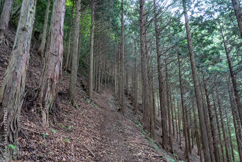 Tableau sur toile Trail from the Yakeyama trailhead to Yakeyama, Tanzawa area