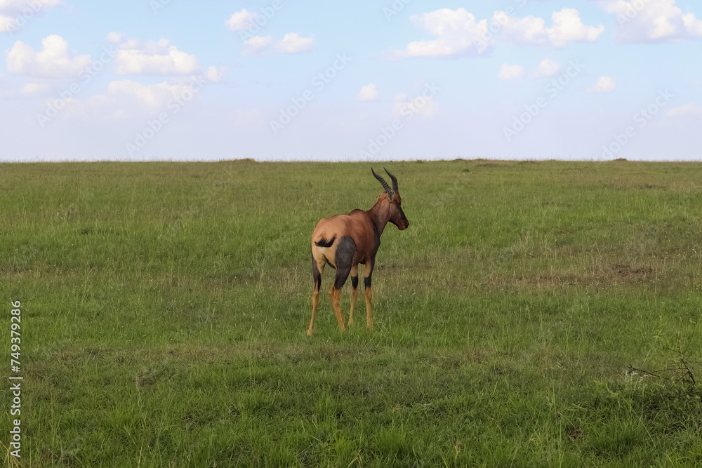 Gazelles in the green Savannah of Africa. Gazelles in the green Savannah of Africa.