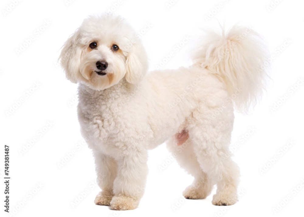 dog isolated white background