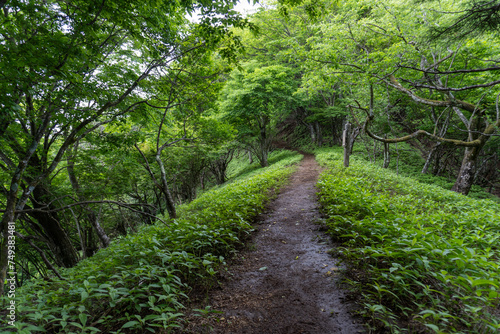 Trail between Yakeyama and Hirugatake, Tanzawa area