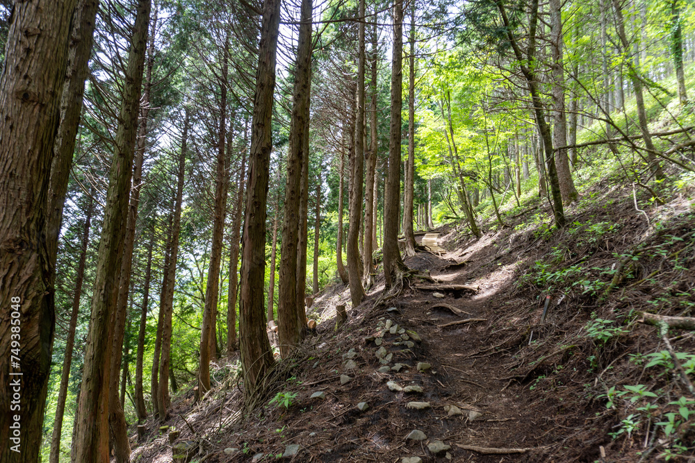 Obraz premium Trail between Yakeyama and Hirugatake, Tanzawa area