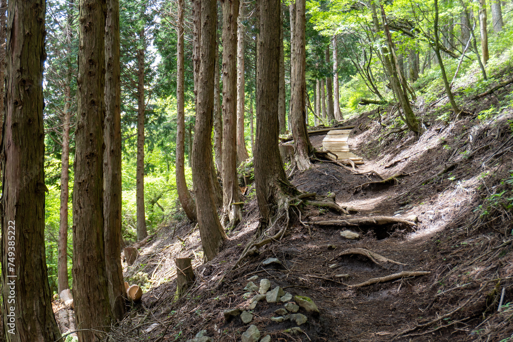 Trail between Yakeyama and Hirugatake, Tanzawa area Trail between Yakeyama and Hirugatake, Tanzawa area