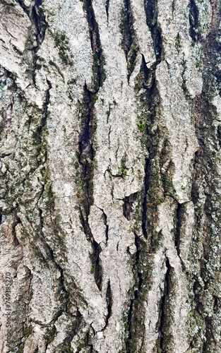Bark of a tree, walnut