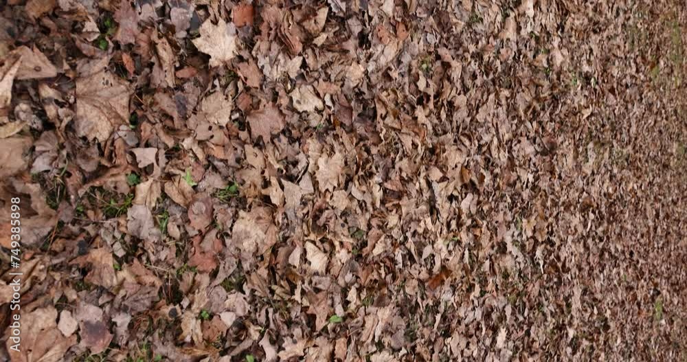 maple foliage that fell to the ground in the winter season, dried and moldy maple foliage in February maple foliage that fell to the ground in the winter season, dried and moldy maple foliage in February