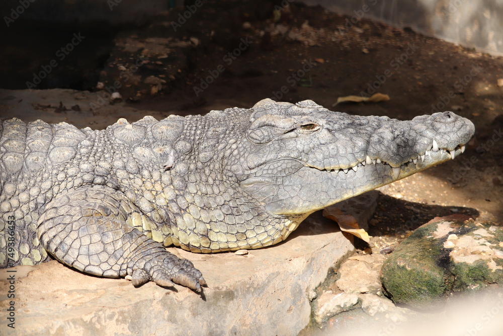 Fototapeta premium crocodile skin pattern at sunny day
