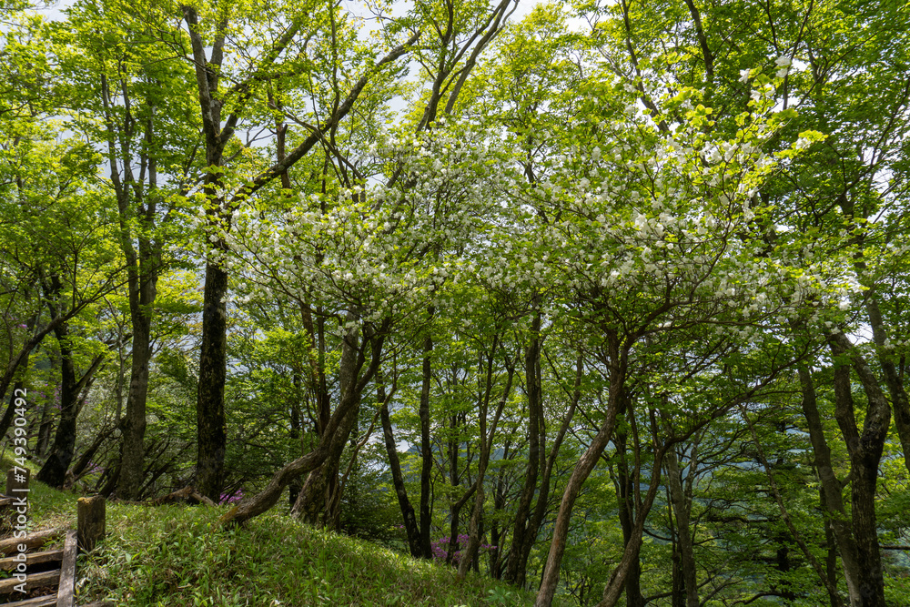 Trail between Yakeyama and Hirugatake, Tanzawa area Trail between Yakeyama and Hirugatake, Tanzawa area