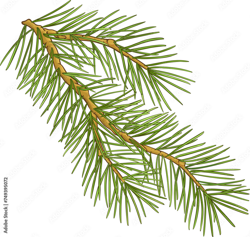 Naklejka premium Fir tree Branch Colored Detailed Illustration