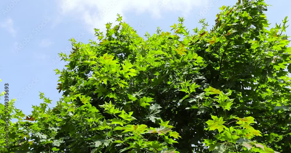 beautiful maple tree foliage with green foliage, beautiful maple tree foliage in sunny weather beautiful maple tree foliage with green foliage, beautiful maple tree foliage in sunny weather
