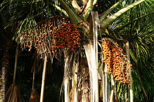 Fruits of the Aguaje palm Buriti (Mauritia flexuosa) hanging from the tree in large umbels high up under the palm leaves. Tropical rainforest near Rio Preto da Eva, state of Amazonas, Brazil. photo