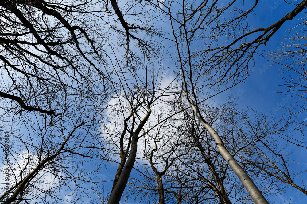 tree branches against blue sky tree branches against blue sky