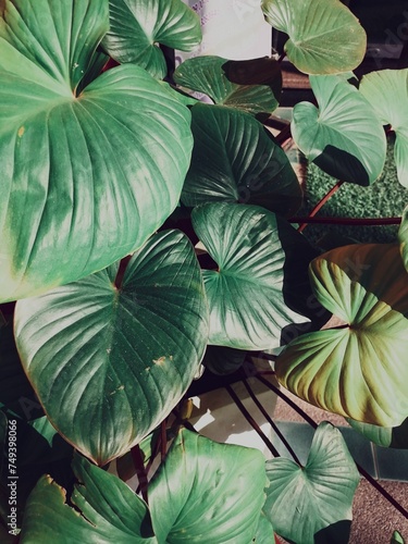 Wallpaper Mural Beautiful of green tropical leaves Torontodigital.ca