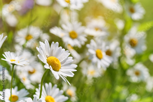 Wild daisy flowers growing on meadow. Warm sunny defocused natural background.	