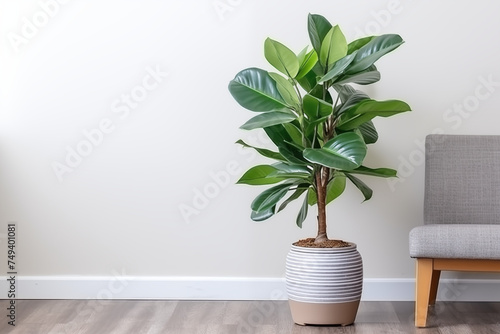 Rubber plant in Vase with Interior Plant Décor photo