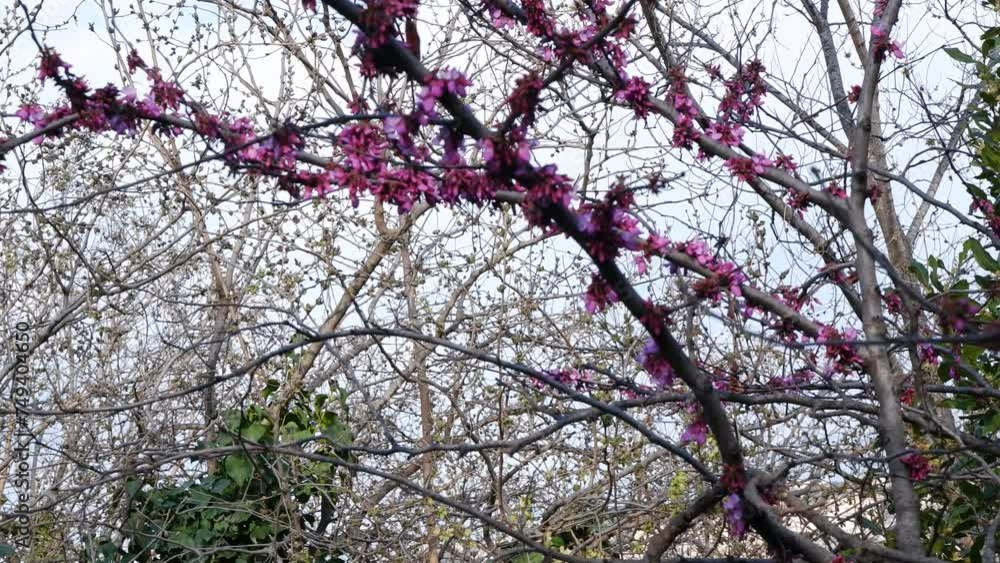 large flowering jasmine bush with white flowers on a spring day large flowering jasmine bush with white flowers on a spring day